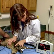 La misurazione della pressione nel cane e nel gatto